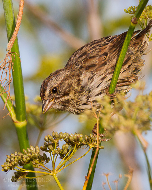 A song sparrow perches on wild fennel in the morning sun