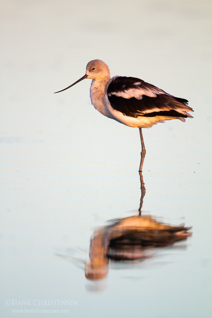 An american avocet stands in shallow water, catching the first rays of morning sun