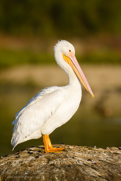 An american white pelican stands alone atop a small island in a pond.