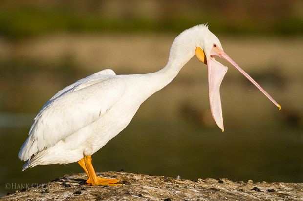 An american white pelican stretches its neck forward, elongating its beak and pouch.