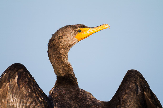 A double-crested cormorant fans its wings after an underwater dive in order to dry them in the sun