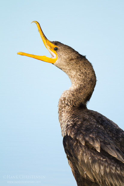 A double-crested cormorant opens its beak wide and cranes its neck