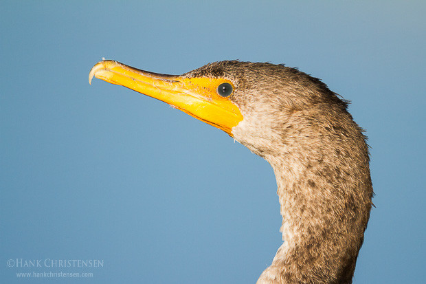 A double-crested cormorant stands very still next to a tidal slough