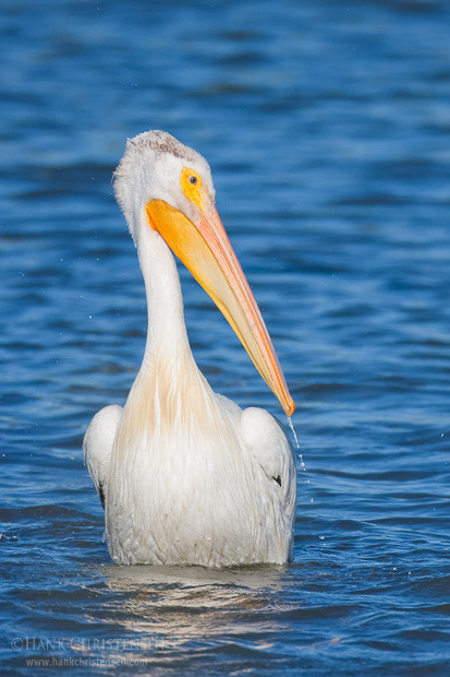 A white pelican perches on an underwater stump in the middle of a slough, Byxbee Park, Palo Alto, CA