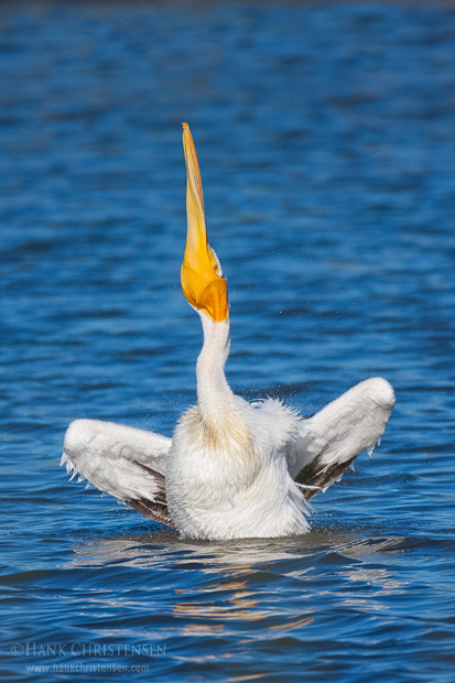 Perched on an underwater stump, an american white pelican throws its head into the air, twisting it back and forth