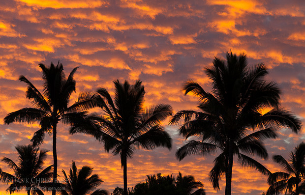 Palm trees are silhouetted by sunrise clouds, Kauai, Hawaii.