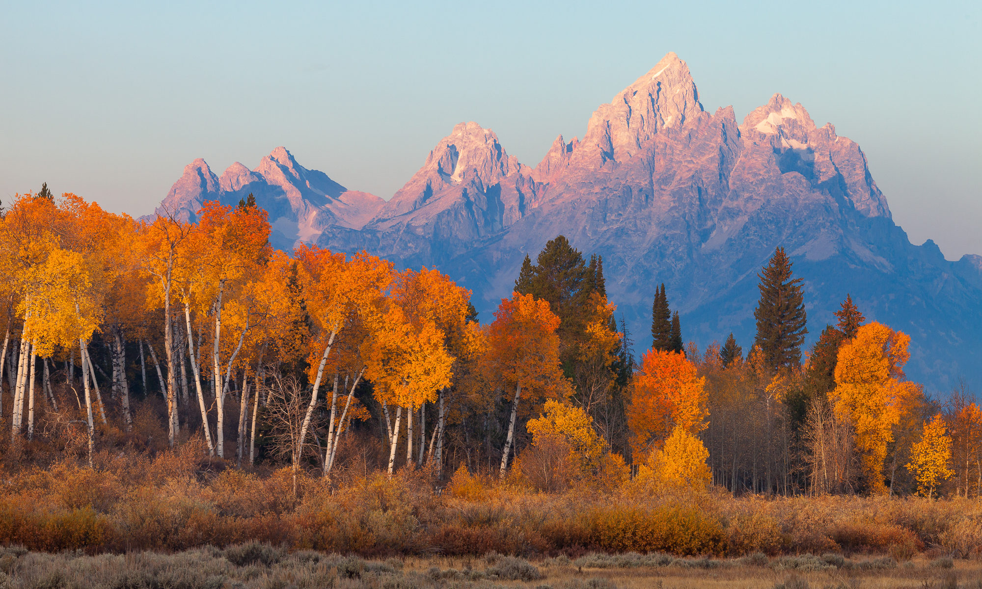The sun just lights the top of the Tetons as it rises behind a grove of aspen in their fall colors, Grand Teton National Park