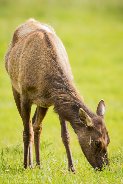 A roosevelt elk grazes with its herd in Northern California