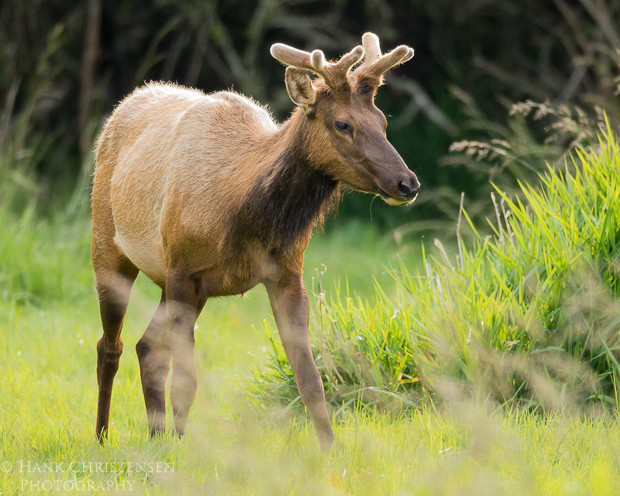 trophy roosevelt elk