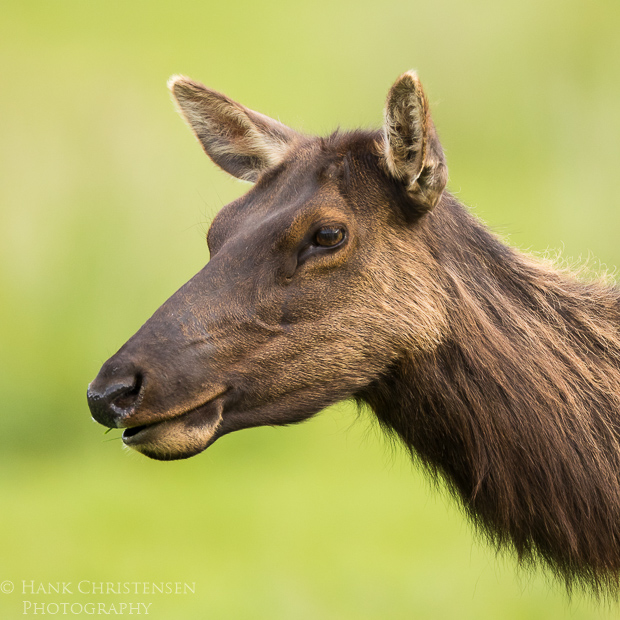 A roosevelt elk grazes with its herd in Northern California