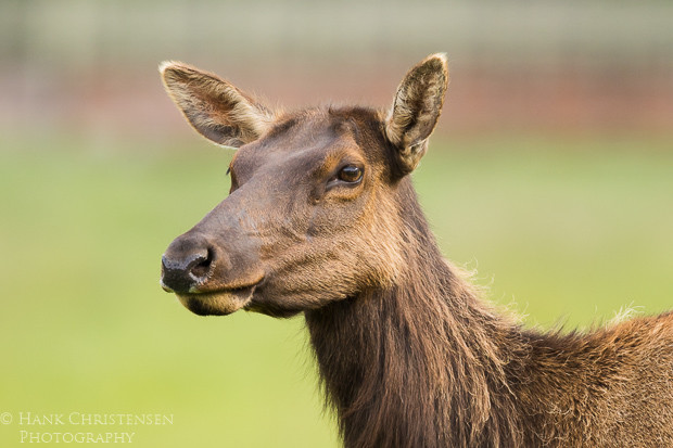 A roosevelt elk grazes with its herd in Northern California