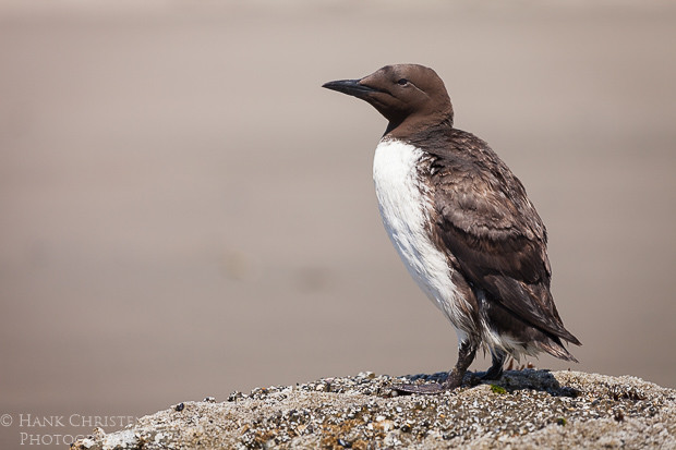 A common murre perches atop a rock along a southern Oregon beach