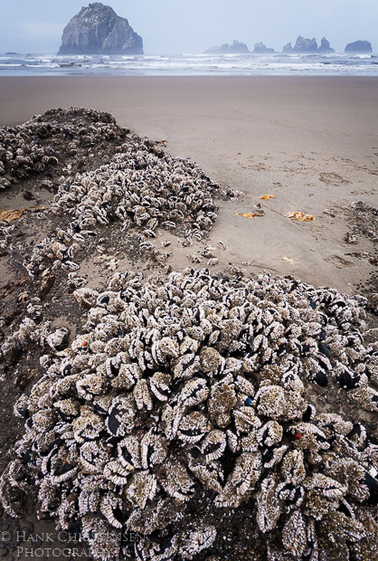 Low tide uncovers clusters of mussels, Bandon, Oregon