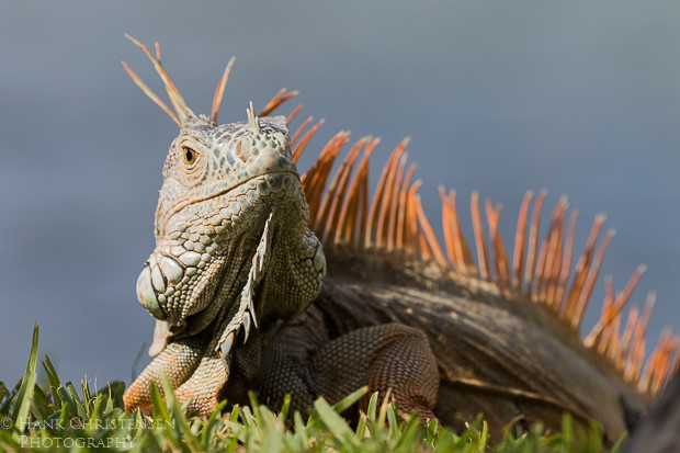 A common iguana sits in the sun in short grass, Puerto Vallarta, Mexico