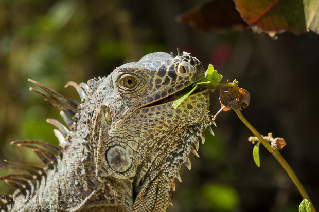 A common iguana eats leaves from a plant growing along the ground, Puerto Vallarta, Mexico