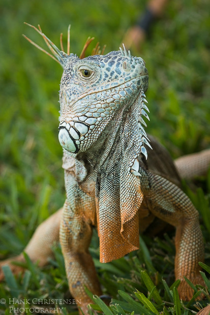 The common iguana's features are striking, from scaled multicolored skin to small horns and spikes