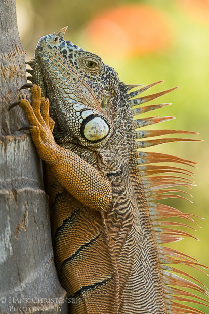 A common iguana climbs vertically up the smooth trunk of a tree, Puerto Vallarta, Mexico