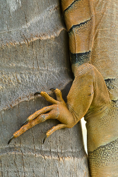 The common iguana's feet help it cling to a vertical tree trunk, Puerto Vallarta, Mexico