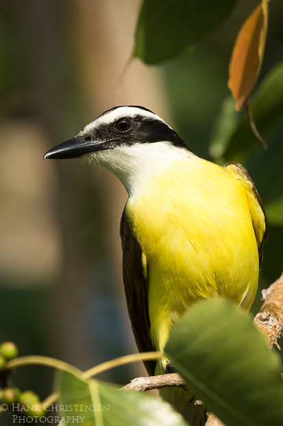 A great kiskadee perches in a tree high above the ground, Puerto Vallarta, Mexico