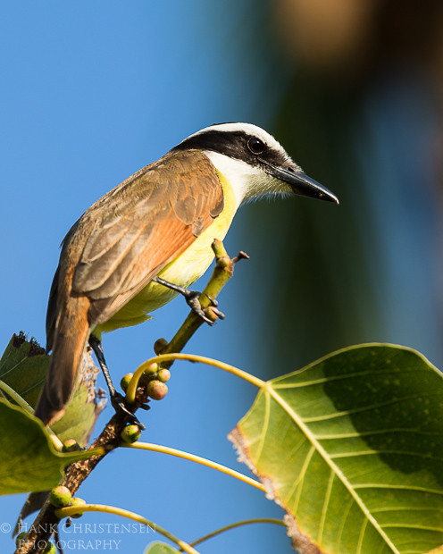 A great kiskadee perches on a narrow branch high above the ground, Puerto Vallarta, Mexico