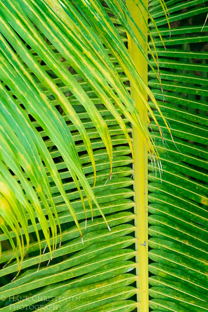 Interwoven palm fronds create various designs when viewed from above, Puerto Vallarta, Mexico