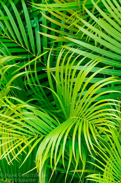 Interwoven palm fronds create various designs when viewed from above, Puerto Vallarta, Mexico