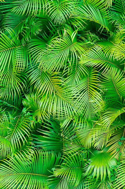 Interwoven palm fronds create various designs when viewed from above, Puerto Vallarta, Mexico