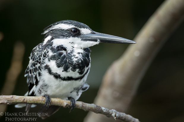 A pied kingfisher perches on a narrow branch above a small lake, Ranganathittu Bird Sanctuary, India