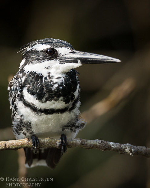 A pied kingfisher perches on a narrow branch above a small lake, Ranganathittu Bird Sanctuary, India