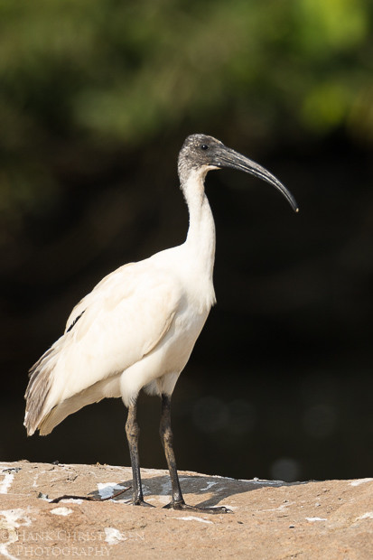 A black-headed ibis stands on a large rock in a shallow lake, Ranganathittu Bird Sanctuary, India