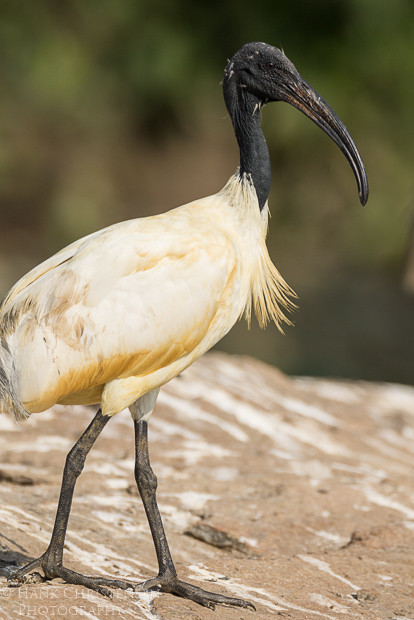 A black-headed ibis stands on a large rock in a shallow lake, Ranganathittu Bird Sanctuary, India