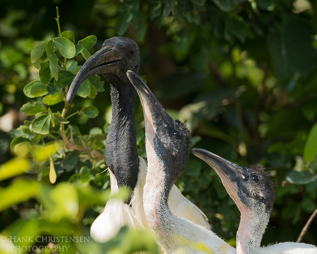 A black-headed ibis feeds two large chicks, Ranganathittu Bird Sanctuary, India
