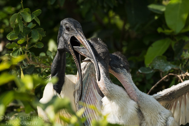 A black-headed ibis feeds two large chicks, Ranganathittu Bird Sanctuary, India