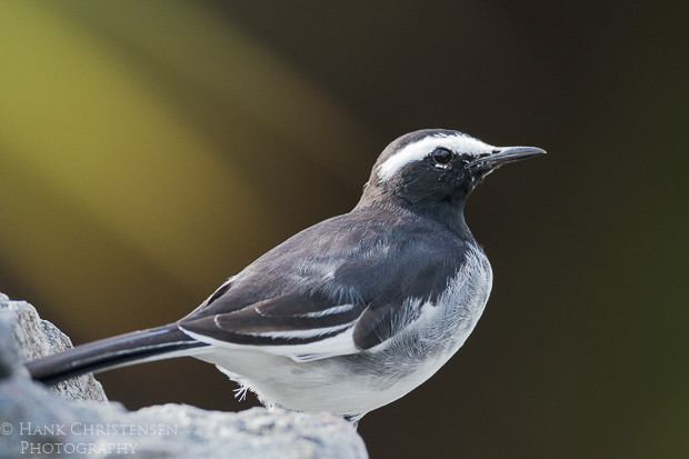 A white-browed wagtail stands on a rock backlit by beautiful greens and yellows of distant foliage, Ranganathittu Bird Sanctuary, India