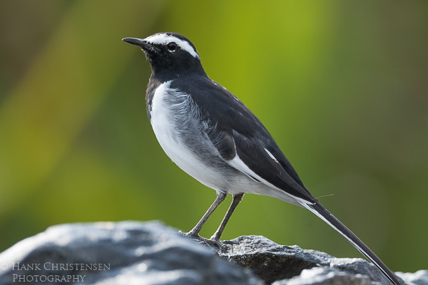 A white-browed wagtail stands on a rock backlit by beautiful greens and yellows of distant foliage, Ranganathittu Bird Sanctuary, India