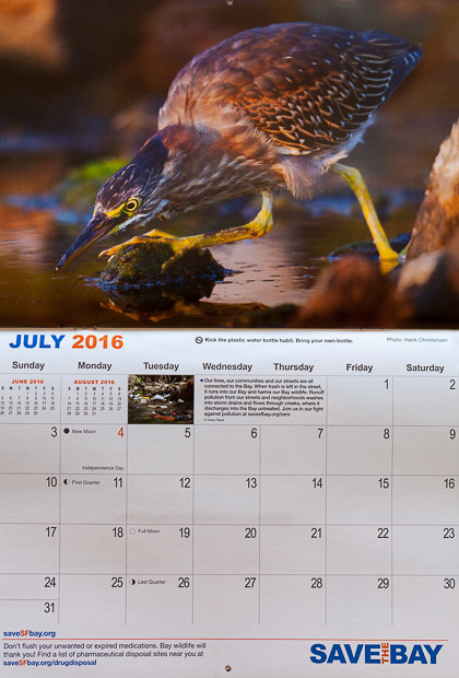 Image of a juvenile green heron was used for July in the Save The Bay 2016 calendar.