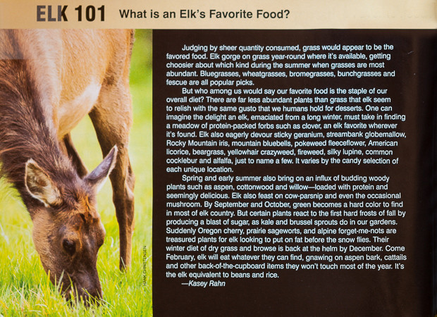 Image of a Roosevelt Elk eating grass was used for an article on and elk's diet in the Sept-Oct 2015 issue of Bugle Magazine.