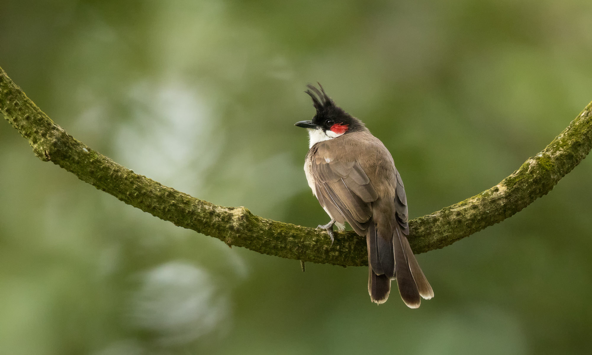 A red-whiskered bulbul sits on a branch in the midst of a jungle, Nandi Hills, Karnataka, India