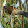 A rufous-backed robin clings to a hanging dried leaf, Puerto Vallarta, Mexico