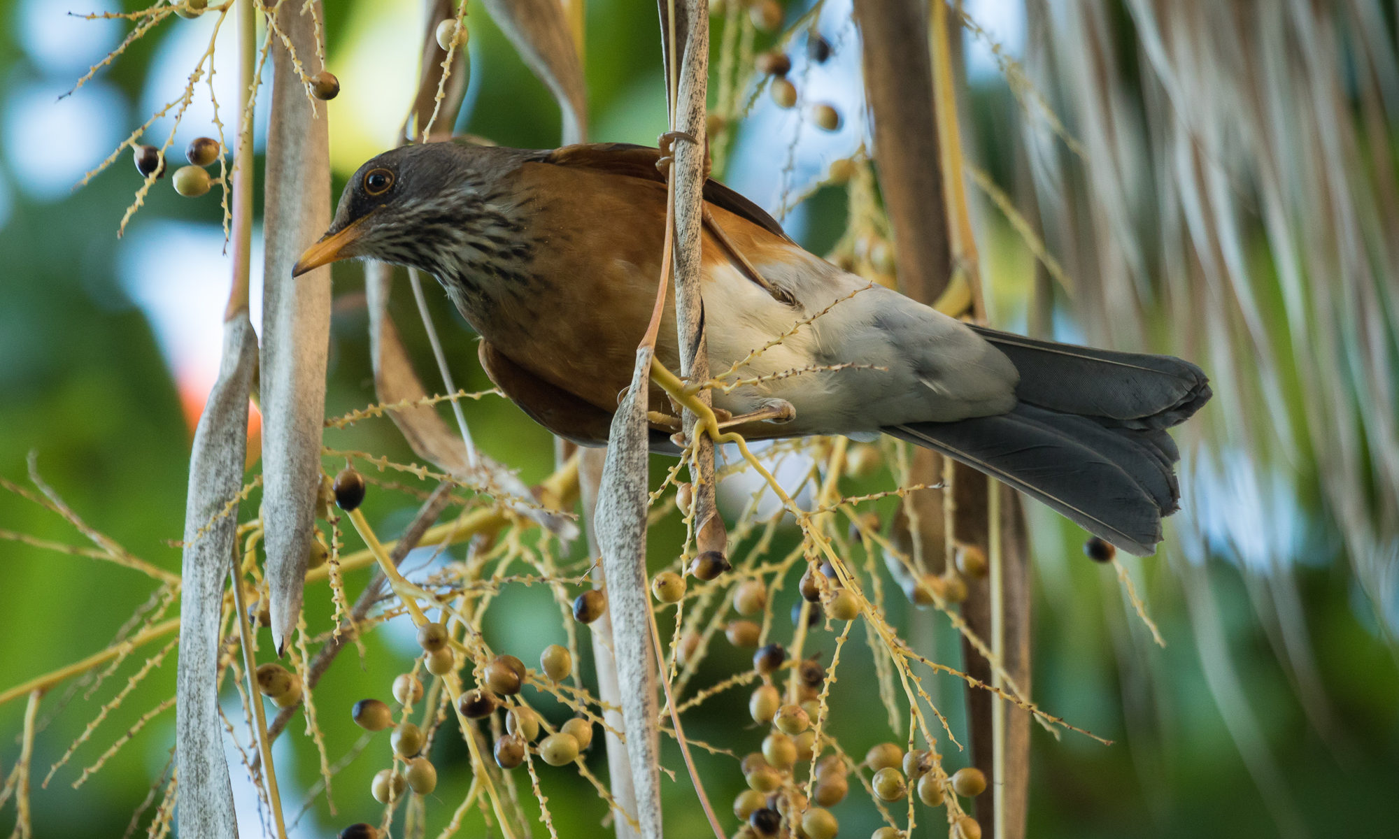 A rufous-backed robin clings to a hanging dried leaf, Puerto Vallarta, Mexico