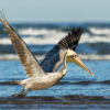 A brown pelican flies low over the water, looking for a place to rest, Puerto Vallarta, Mexico