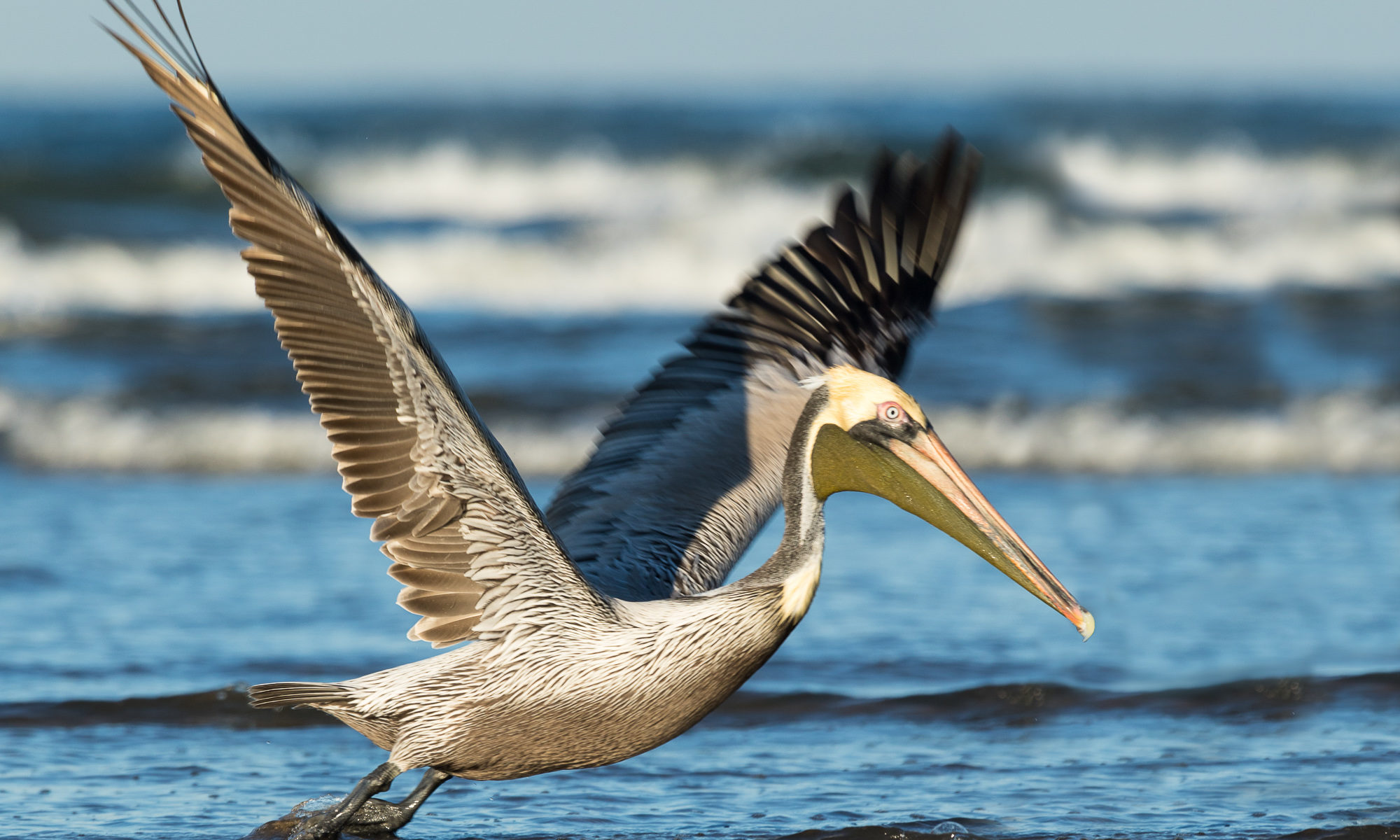 A brown pelican flies low over the water, looking for a place to rest, Puerto Vallarta, Mexico