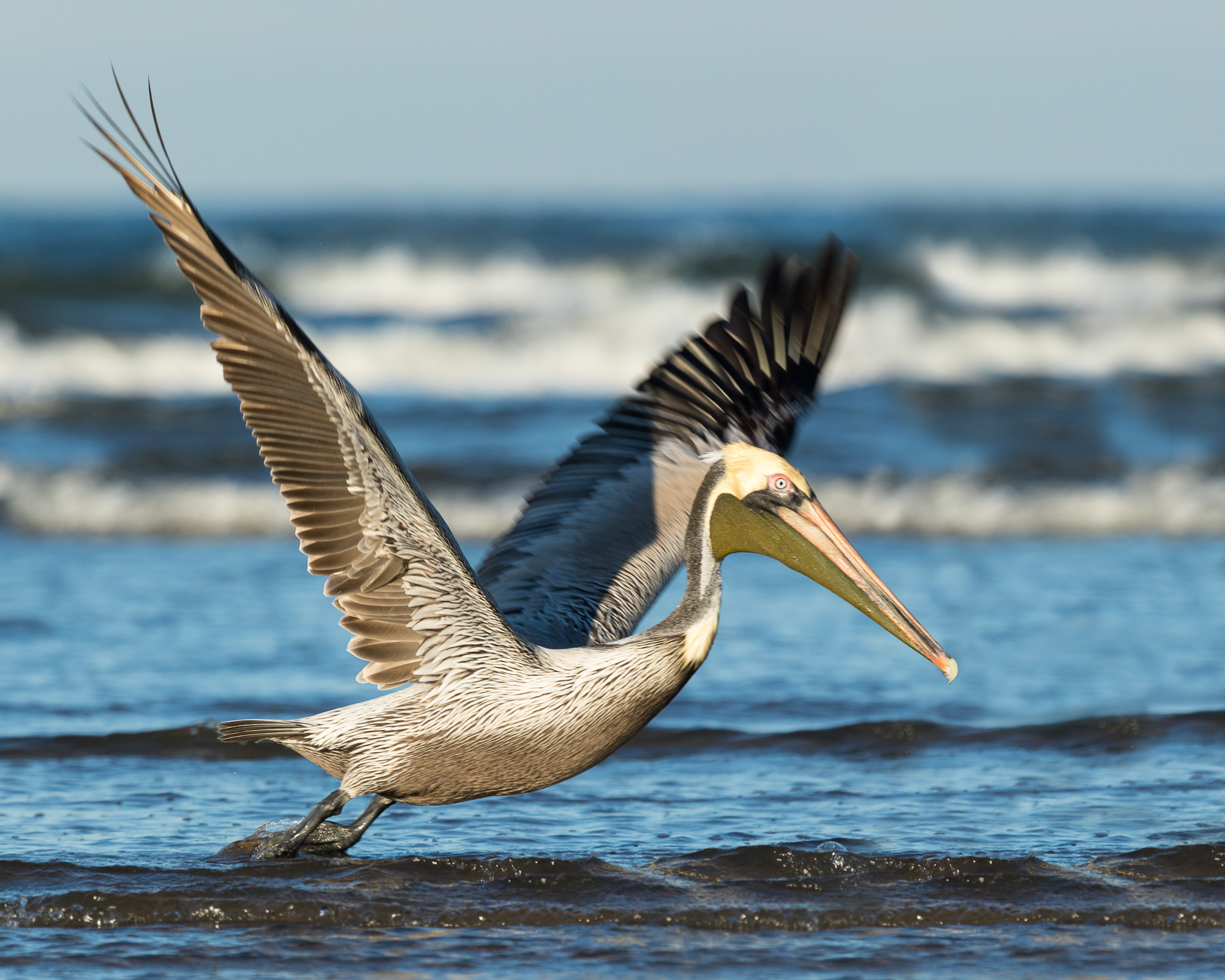 brown pelican