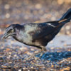 A great-tailed grackle picks food items out of the washed-up seaweed, Puerto Vallarta, Mexico
