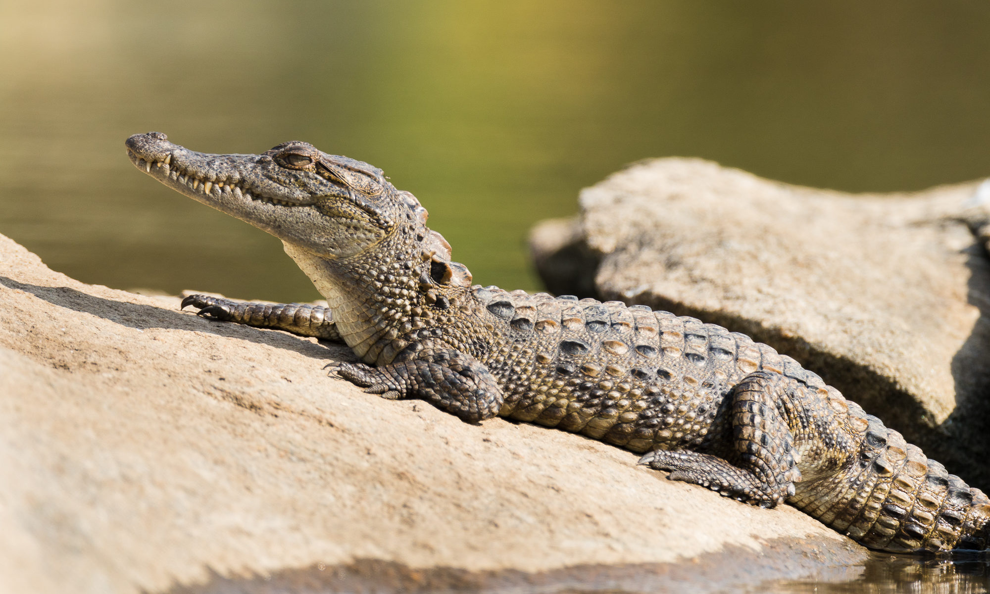 A mugger crocodile suns itself on a large rock, Ranganathittu Bird Sanctuary, India