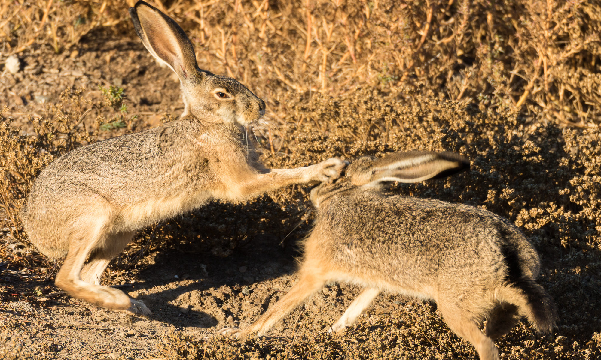 A male and female blacktail jackrabbit engage in a courtship ritual in which the male approaches the female and she wards him off with a leaping and boxing display.