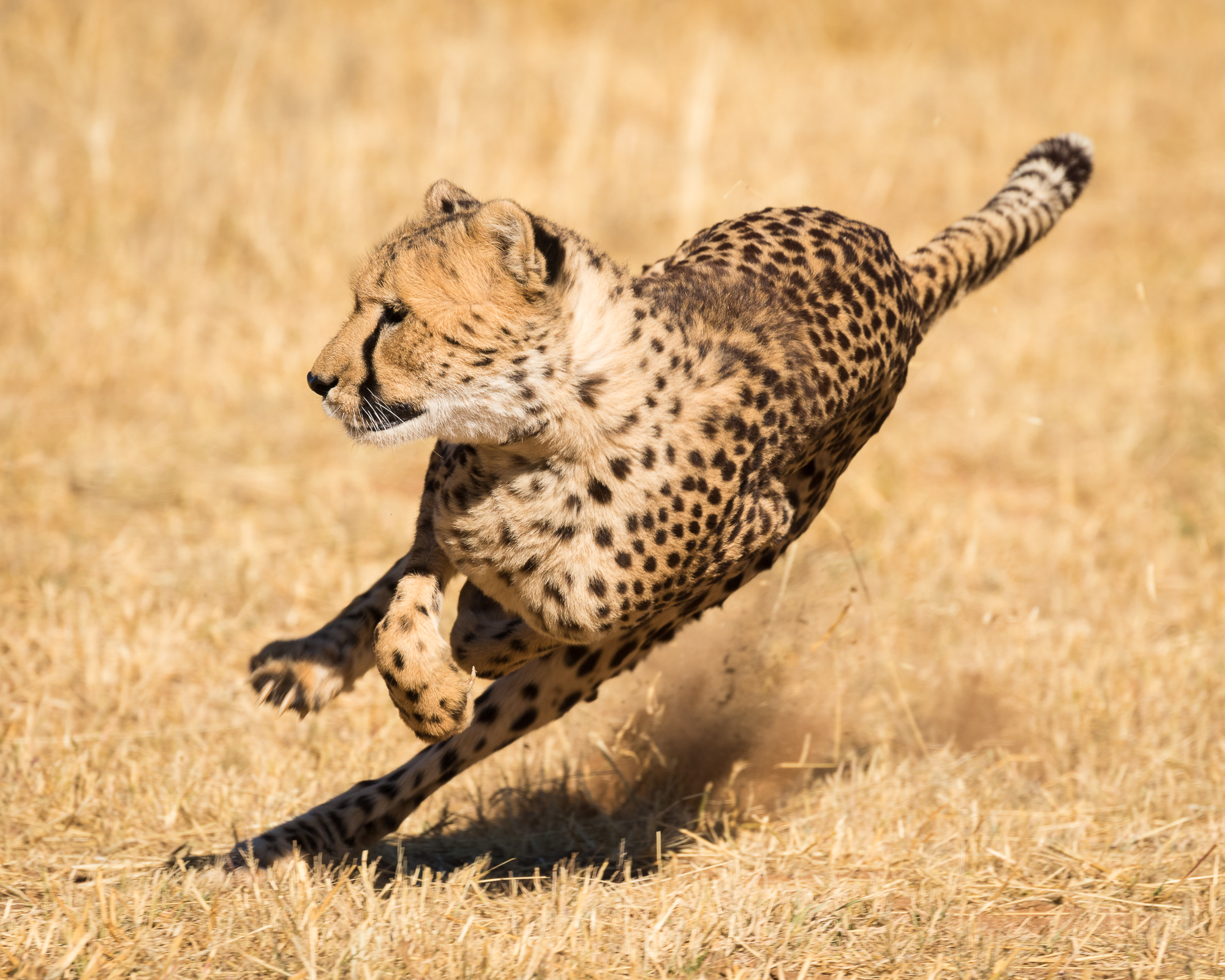 Cheetah Conservation Fund