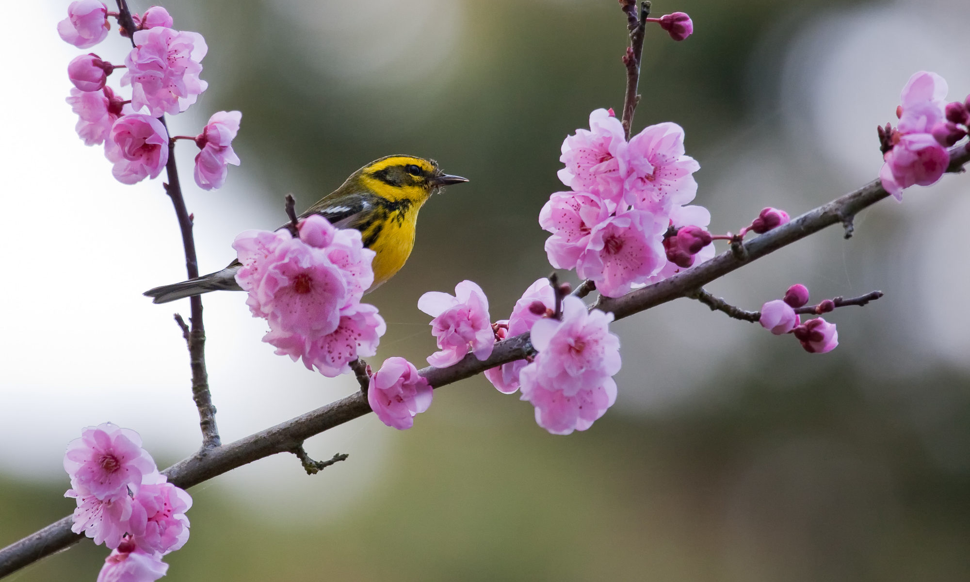 A townsend's warbler sits atop a cherry blossom, Pacific Grove, CA.