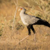 A large secretarybird stalks its prey in African grasslands, Namibia, Africa.