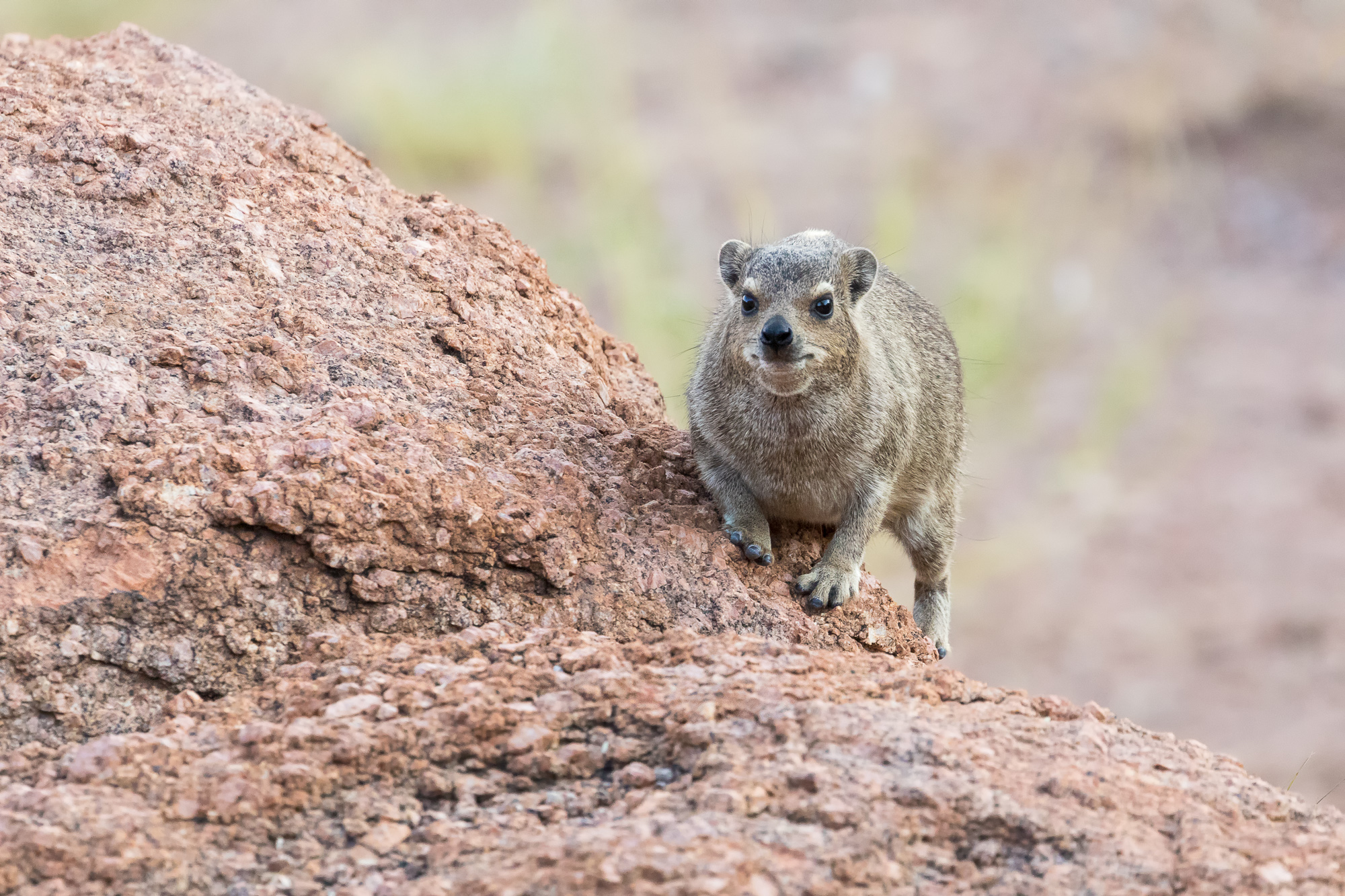 Hyrax Ru Гороскоп